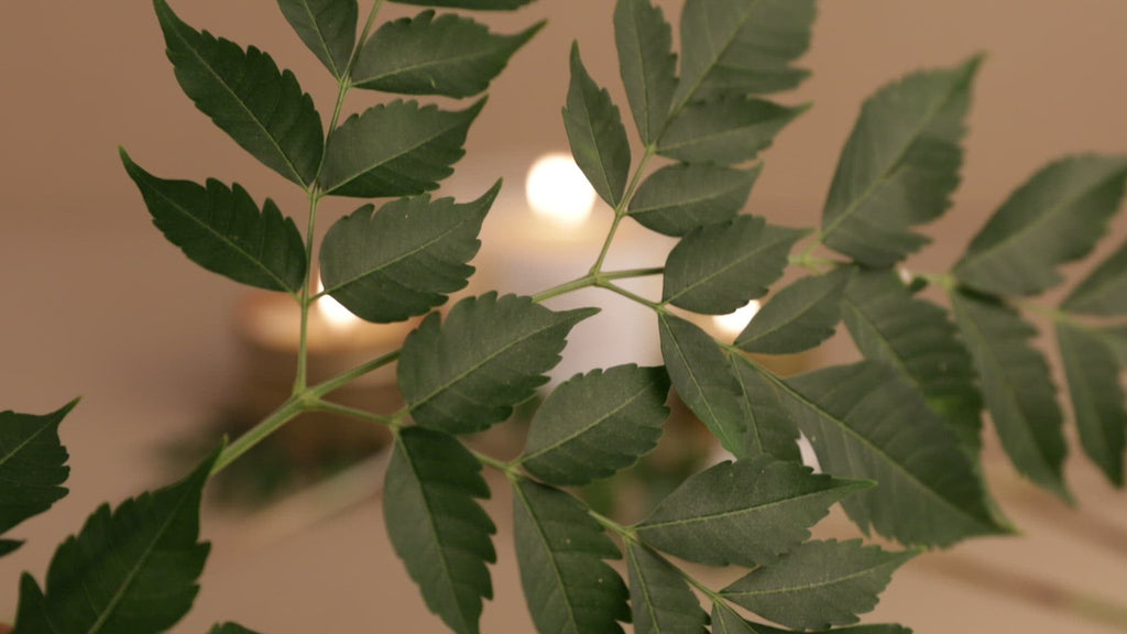 Forest Bathing Candle with Fir, Pine & Patchouli
