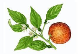 Essential Oil Evening Blend (Neroli Lemon)