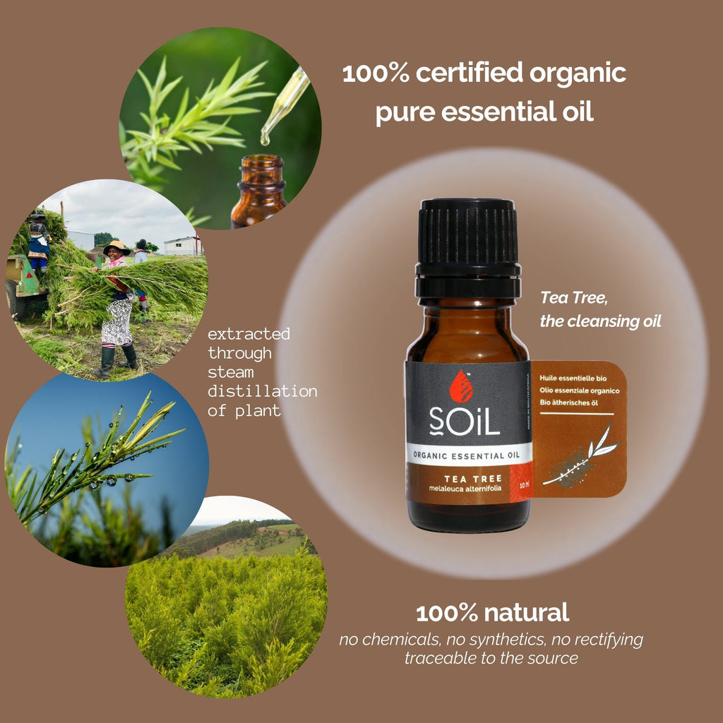 Organic Tea Tree Essential Oil (Melaleuca Alternifolia) 20ml