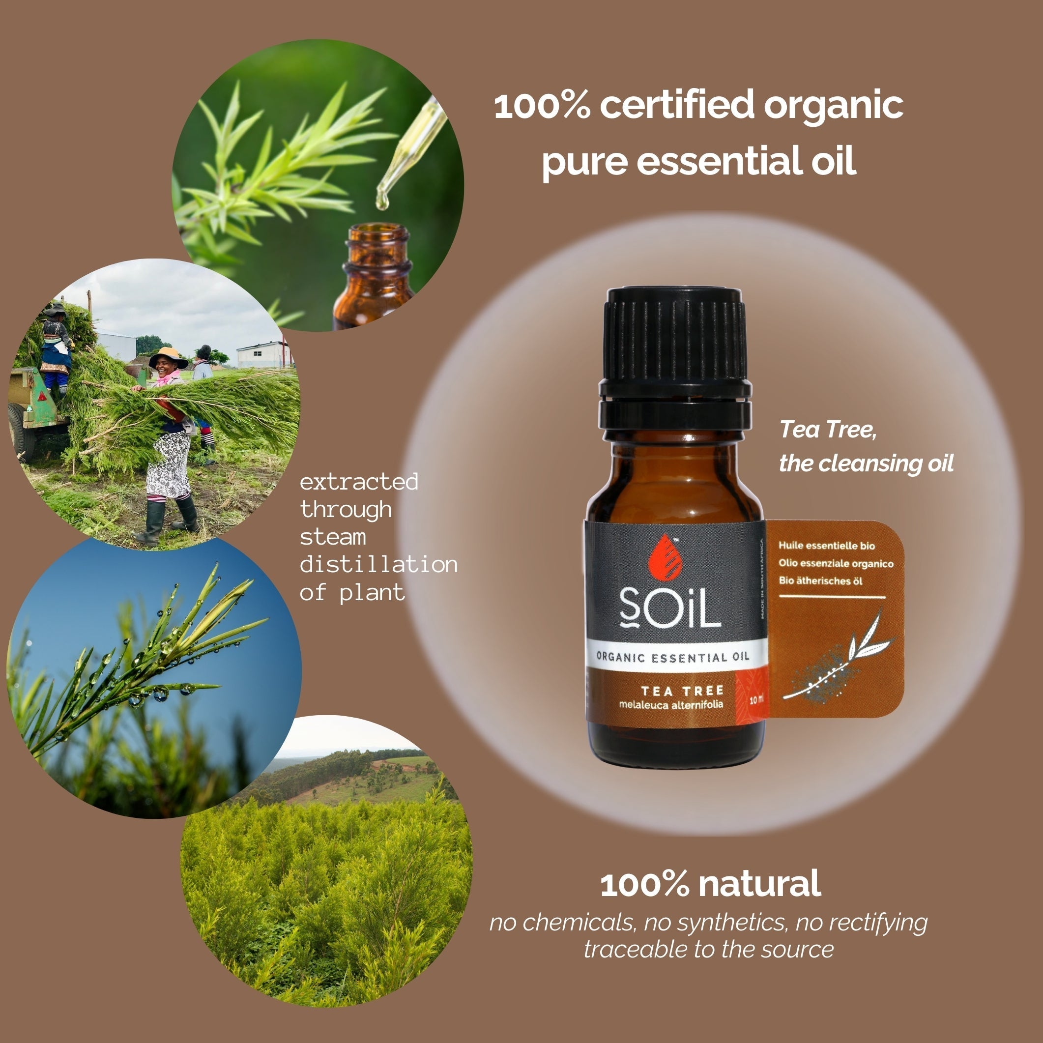 Organic Tea Tree Essential Oil (Melaleuca Alternifolia) 20ml