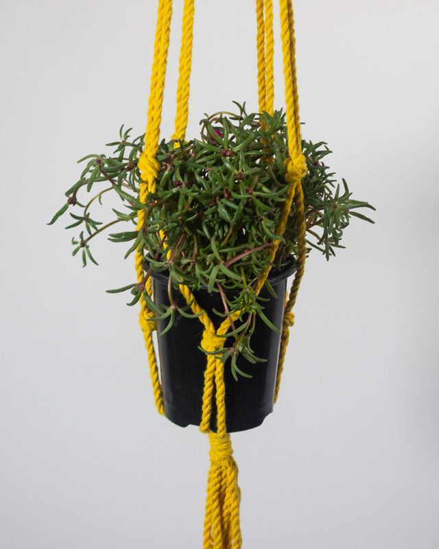 Bluefields Macrame Plant Holder | Yellow