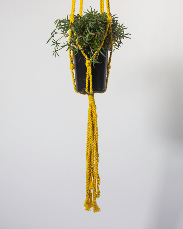 Bluefields Macrame Plant Holder | Yellow