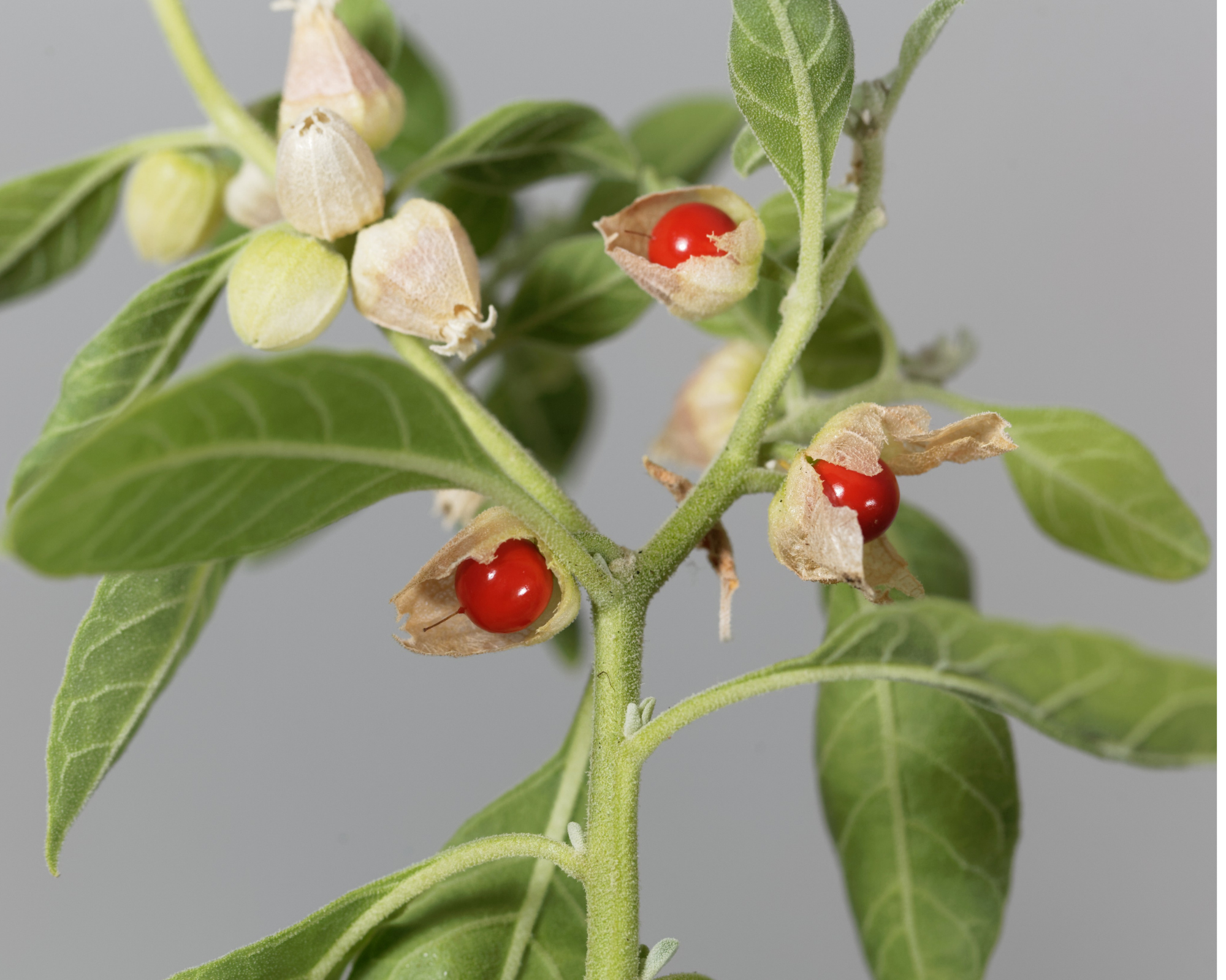 Ashwagandha with Black Pepper