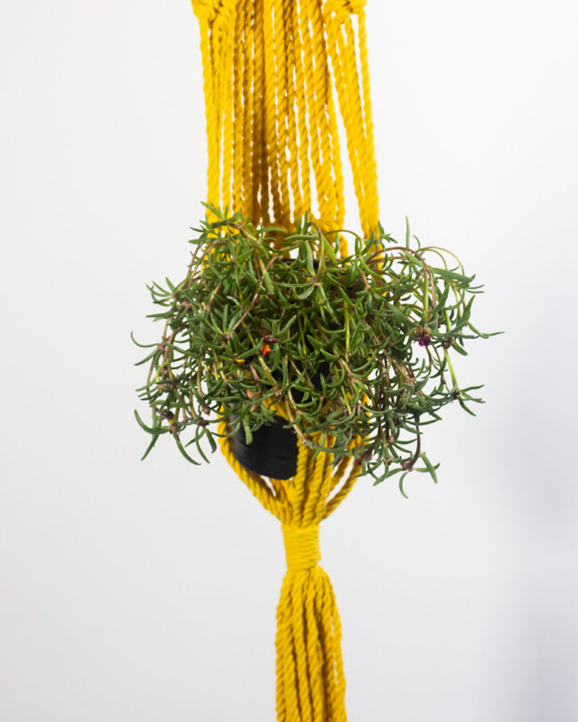 Mombacho Macrame Plant Holder | Yellow