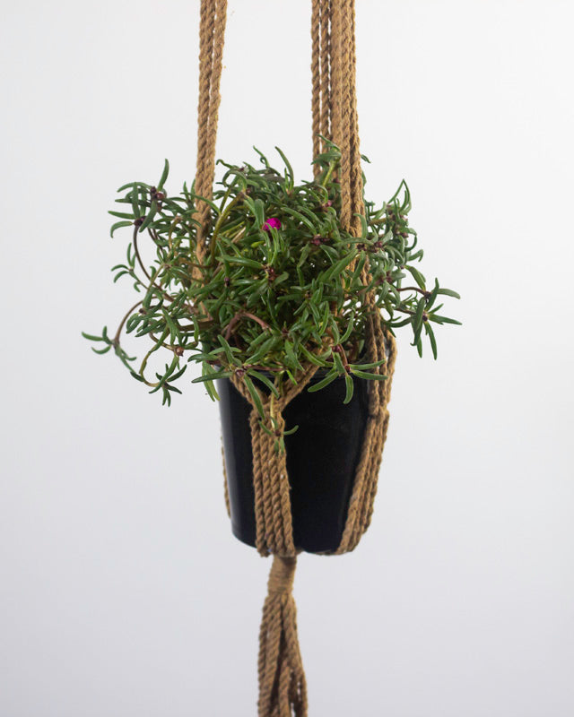 Santana Macrame Plant Holder | Khaki
