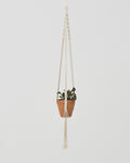 Santana Macrame Plant Holder | Natural White