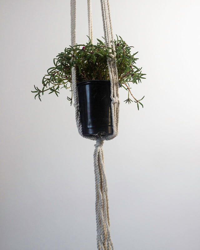 Santana Macrame Plant Holder | Natural White