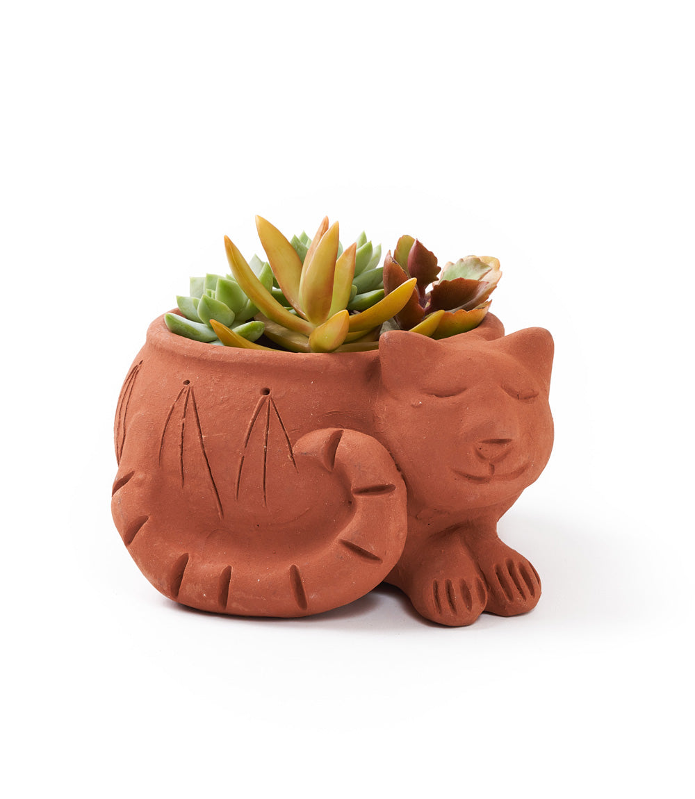 Rakshana Terracotta Cat Plant Po