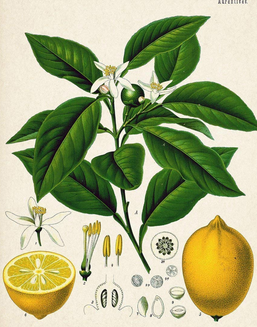 Essential Oil Evening Blend (Neroli Lemon)